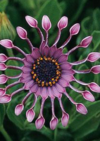 Osteospermum Serenity 'Lavender Bliss'